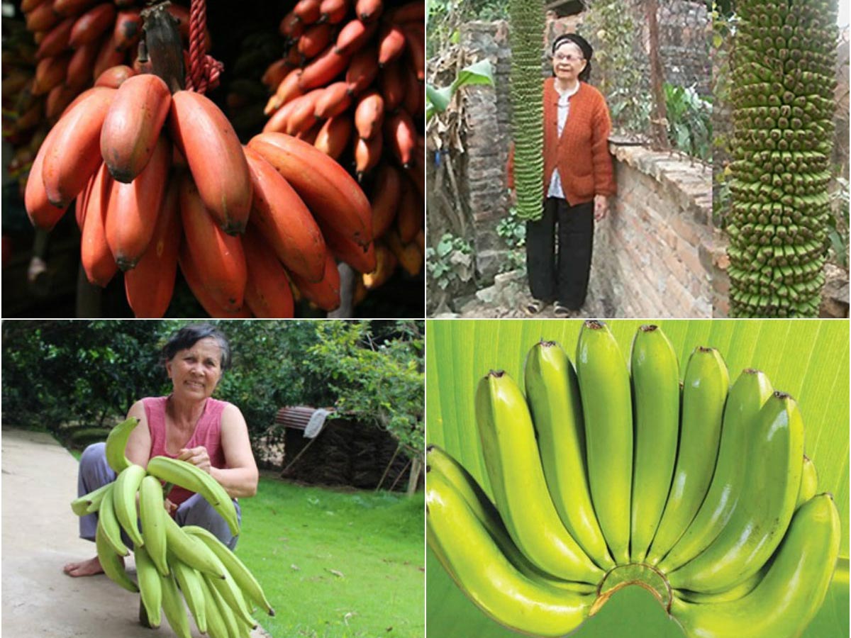 Chuối[-]"lạ"[-]giá[-]cao[-]vẫn[-]cháy[-]hàng